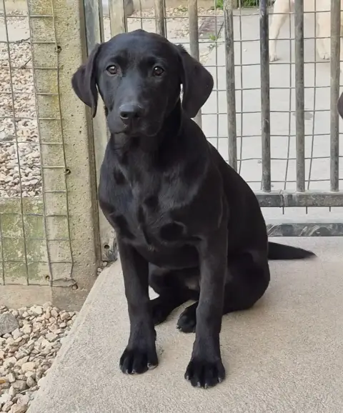 Labrador Retriever  Ankara Of Glen Sheallag
