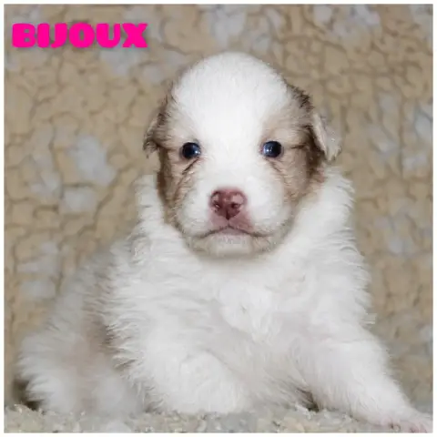 Berger Australien  Bijoux White Snow Sheperds