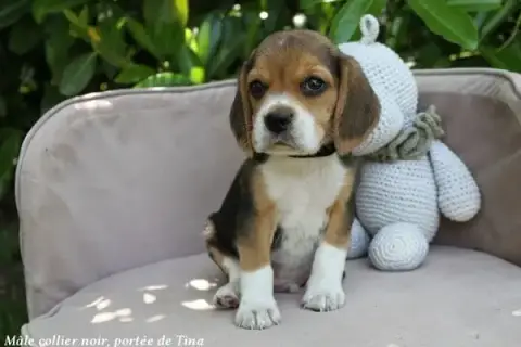 Beagle  Mâle Collier Noir Du Clos Du Bonheur