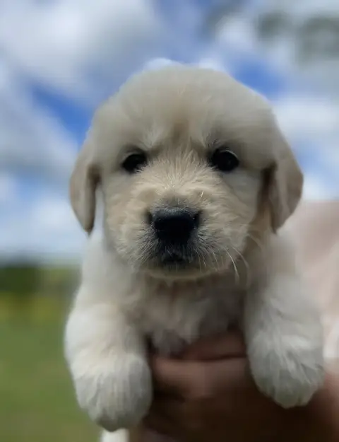Golden Retriever  Boheme