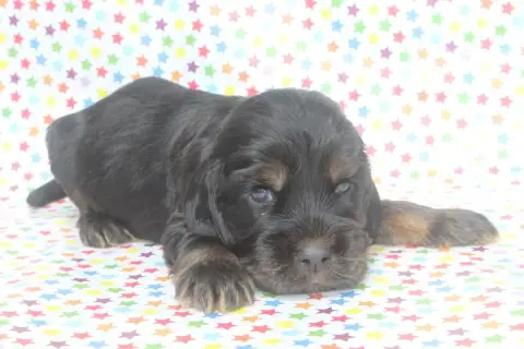Cocker Spaniel Anglais  Femelle Noir Et Feu Of Canila 32bf6