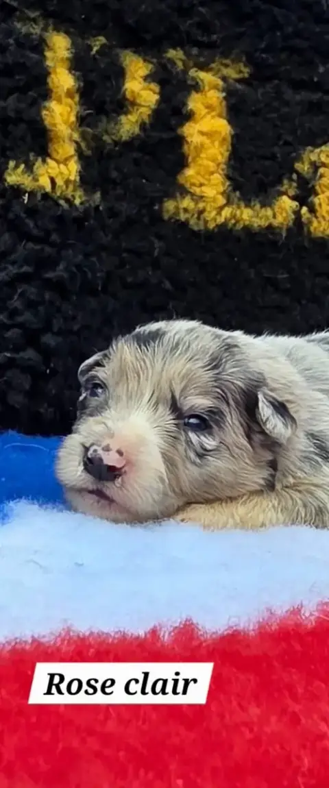 Border Collie  Collier Rose Clair De L'Aisance Des Bo f2b39 photo 2