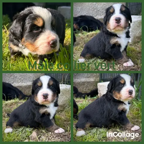 Bouvier Bernois  Chiot 4 De L'Horizon Des Costes photo 2