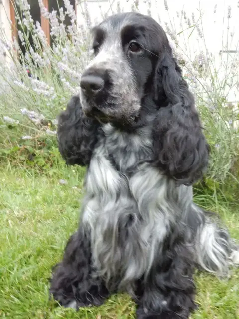 Cocker Spaniel Anglais photo 3