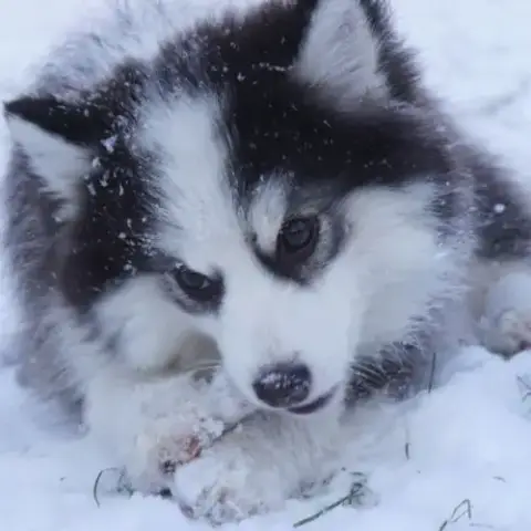 Chiots Type Pomsky F4