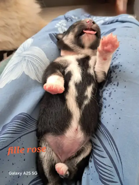 Chien Finnois De Laponie  Chiot Femelle Collier Rose  de8a3