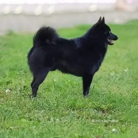Saillie Schipperke Lof