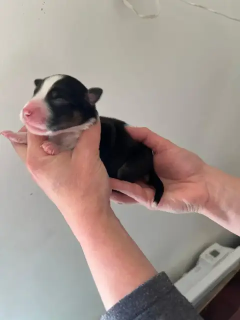 Berger Australien  Chiot 4 Des Ptits Bergers En Terre c3103