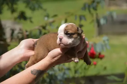 Bulldog Anglais  Fem Brin Oeil Maquillé Zaze Royale P 6523f photo 2