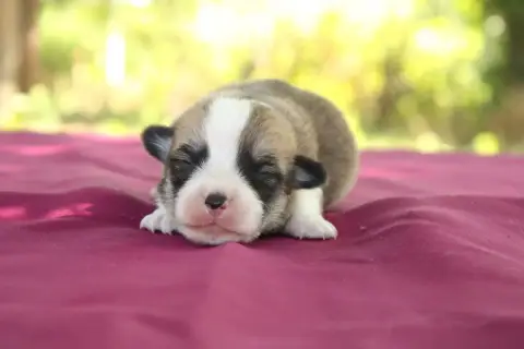 Welsh Corgi Pembroke  Brioche Fruité Du Domaine Du Cl d6795