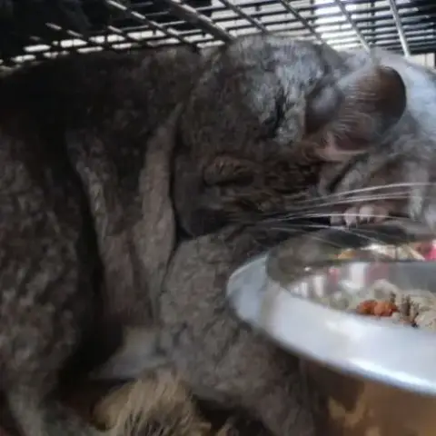 Bébé Chinchilla
