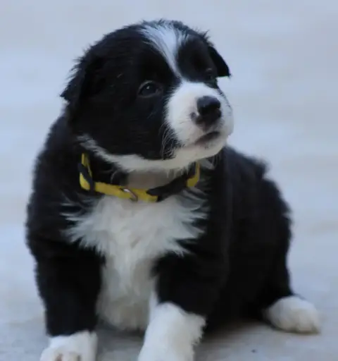 Border Collie 
                        Collier Jaune  f9b18 photo 2