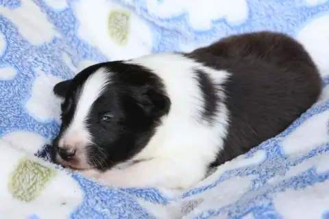 Shetland Sheepdog  Chiot N°2 Du Royaume De La Petite  e7923