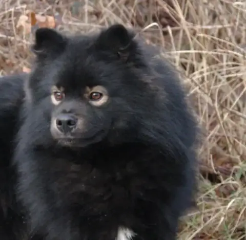 Chien Finnois De Laponie  Portée Bayou - photo 2
