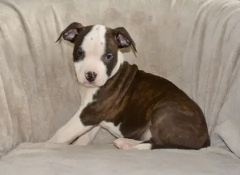 American Staffordshire Terrier  Baïko Ultimate Truth 6c9e0 photo 3