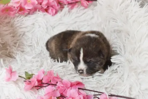 Akita  Chiot Collier Violet Of Imperial Kitsune