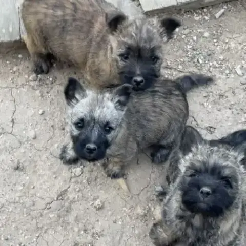 Chiots Cairn Terrier
