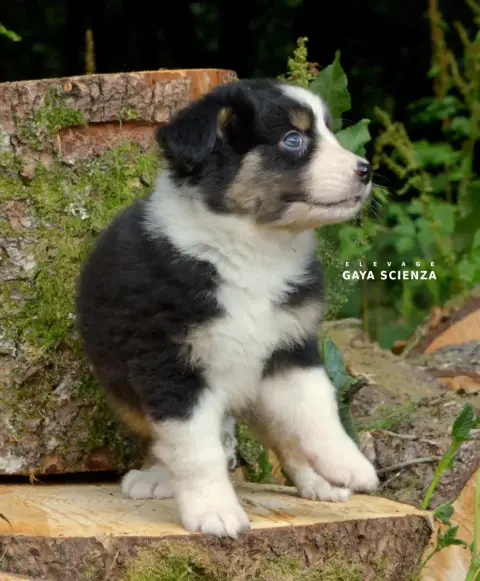 Berger Australien  Chiot N°3 Des Monts De La Gaya Sci 5a46b photo 3