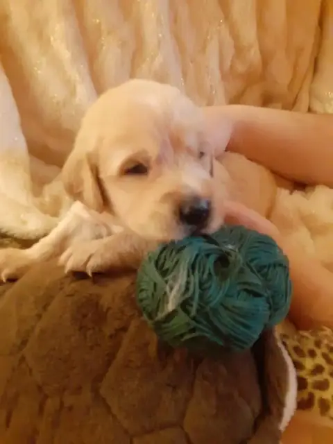 Golden Retriever  Vert Fonce De Miss Havana