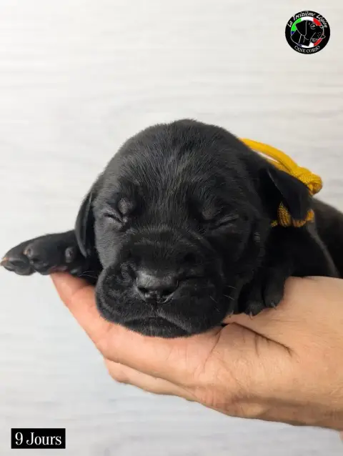 Cane Corso 
                        Collier Jaune Tax ca997 photo 2