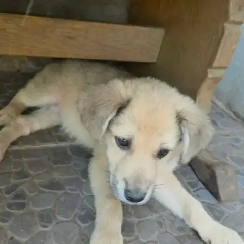 Codita Un Bebe Damour
