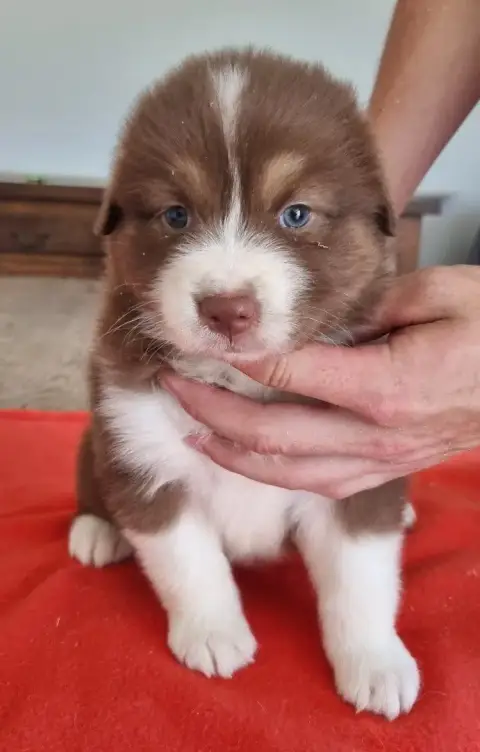 Berger Australien  Chiot N°5 Des Hirondelles Du Voyag 78961 photo 3