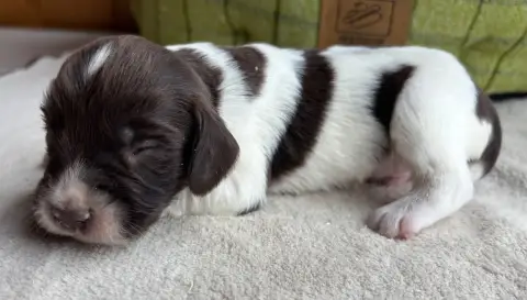 English Springer Spaniel  B..................... Des  53a39 photo 2