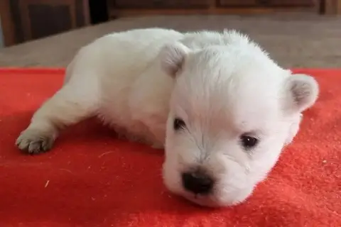 West Highland White Terrier  Chiot N°4 Des Hirondelle e908d photo 2