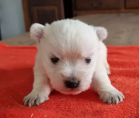 West Highland White Terrier  Chiot N°4 Des Hirondelle e908d photo 3
