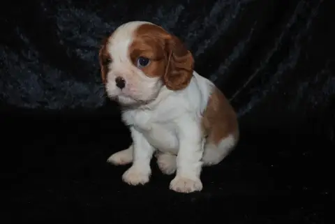 Cavalier King Charles Spaniel  Bambi De La Colline Au 95590 photo 2