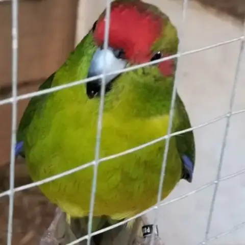 Jolie
