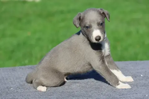 Whippet  Byron Des Brumes De Brocéliande