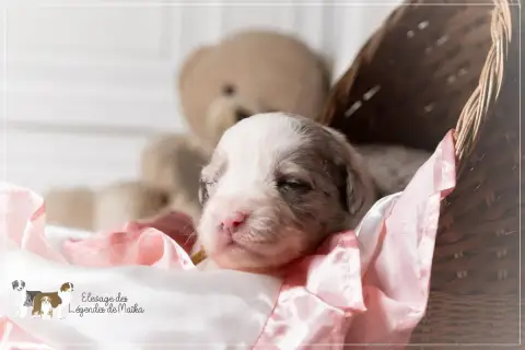 Berger Australien  Chiot N°1 Des Légendes De Maika photo 2