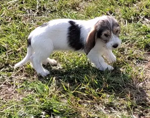 Petit Basset Griffon Vendeen  Baya Des Ronciers D Auv d8b76