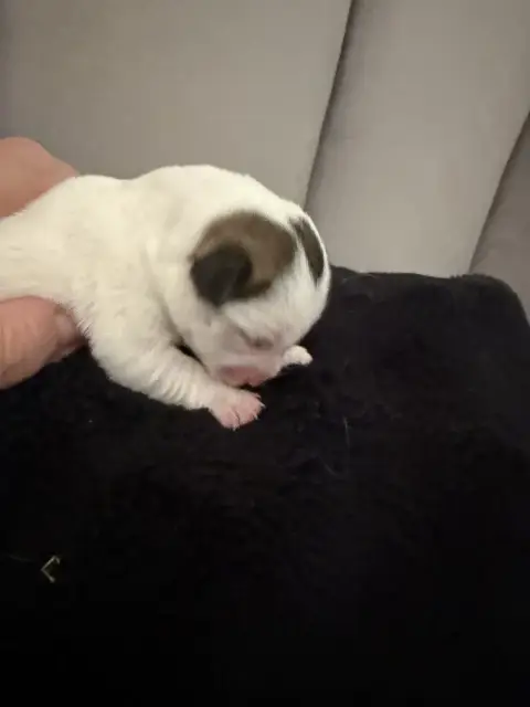 Jack Russell Terrier  Chiot N°4 Du Mont Des Sapins Bl 3a6da