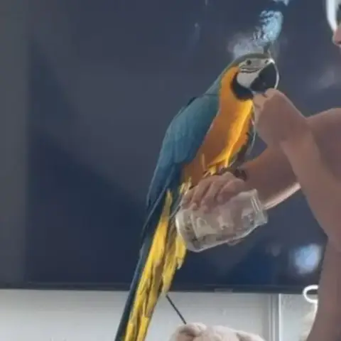 Magnifique Ara De