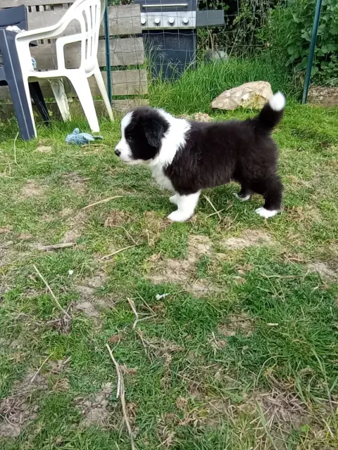 Border Collie  M2 De L'Eden Du Chêne Vert