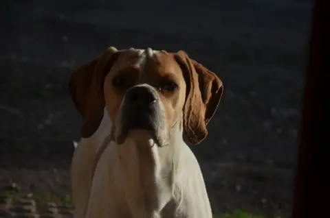 Pointer  Chiot 6 De Terro Tant Aïmado photo 3