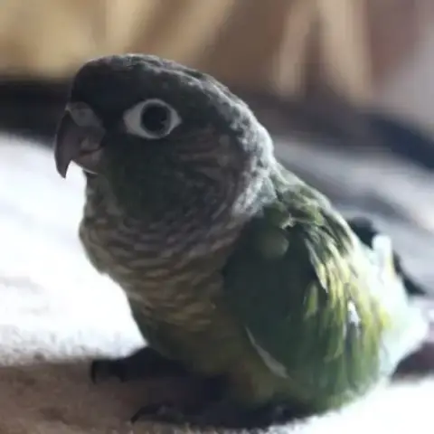 Conure De Molinae Man