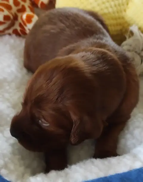 Setter Irlandais Rouge 
                        Chiot 09999 photo 3