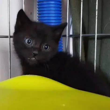 Chat Figaro À La Réservation