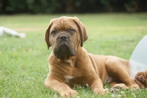 Dogue De Bordeaux