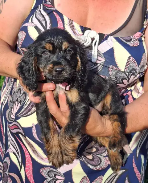 Adopter Cocker Spaniel Anglais 
                        Bimbo 7c1ea