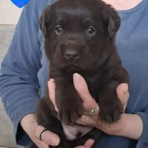Chiot Labrador