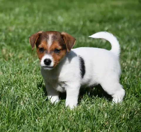 Jack Russell Terrier  Garçon 3 Du Pont Du Riot D'Esne 50340