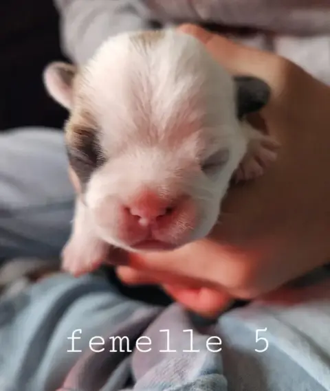 Bouledogue Français  Femelle 5