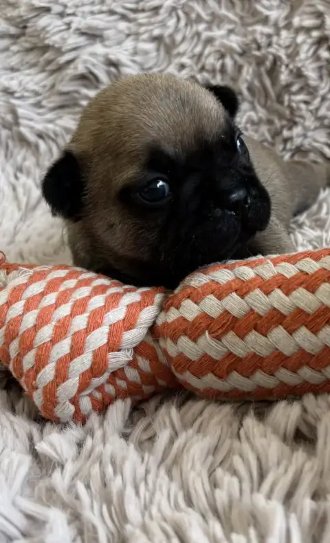 Bouledogue Français  Collier Vert