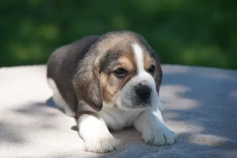 Beagle  Chiot N°2 Forgiveness American Dog photo 2