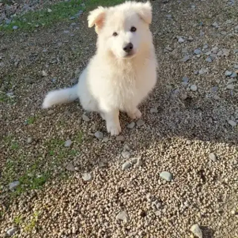 Vente D'Un Chiot De Race Berger Blanc Suisse