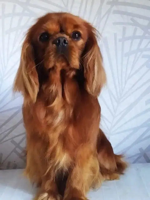 Cavalier King Charles Spaniel  Chiot N°2 Vom Der Rite 8b409 photo 3